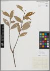 Foto von Salix myrsinifolia Salisb.